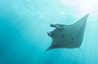 Manta ray