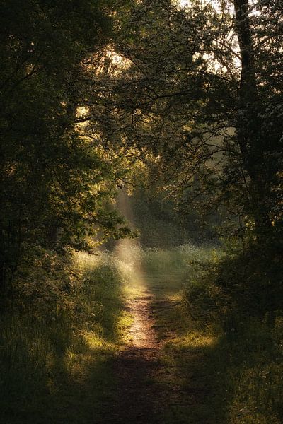 Soleil dans une forêt de printemps par Moetwil en van Dijk - Fotografie