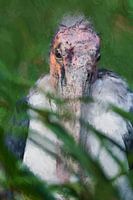 Afrikanischer Marabu