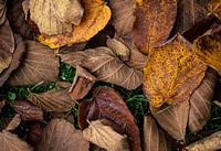 Herbstblätter im Gras