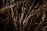 Maïs jaune en gros plan sur fond sombre dans la campagne près de Canterbury au Royaume-Uni
