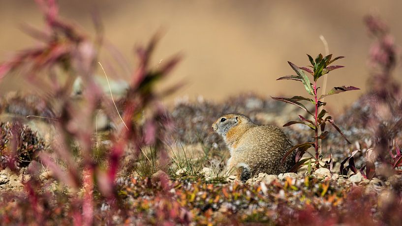 Arctische grond eekhoorn von Frits Hendriks