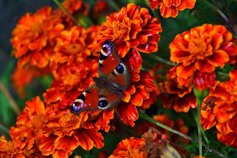 Papillon paon sur des fleurs par Edgar Schermaul