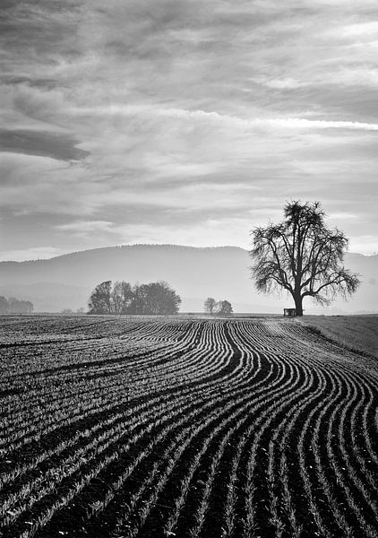 Linien zum Baum von CSB-PHOTOGRAPHY