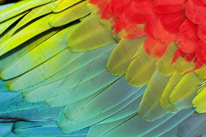 Buntes Detail eines Rot-und-grünen Macawflügels. von AGAMI Photo Agency