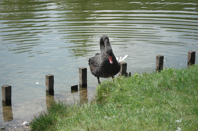 Black Swan von Lyn Van Veldhoven