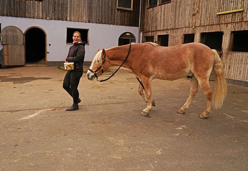 Photoshooting with light brown Haflinger with beige mane by Babetts Bildergalerie