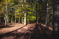 Herbst im Wandelbos Tilburg