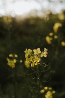 Yellow Rapeseed Flower, Close up, Nature, Flevoland, Flowers, Photography, Still life