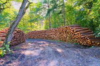 Holzstapel, der Wald ist verschwunden, Stämme noch sichtbar.