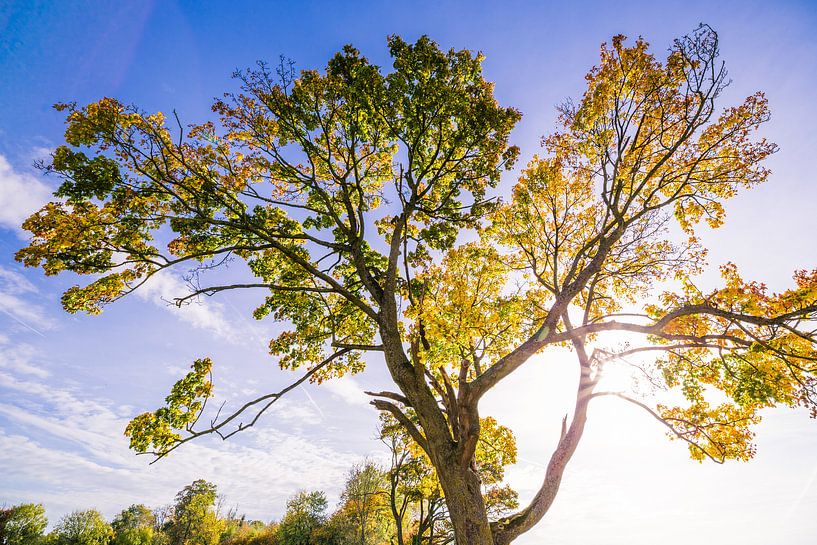 Herbstbaum mit Gegenlicht von Martin Frunt