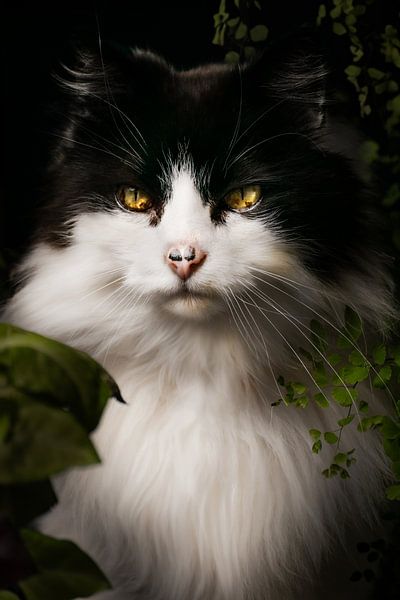 Mystischer Blick einer schwarz-weißen Katze von Romy hurkmans