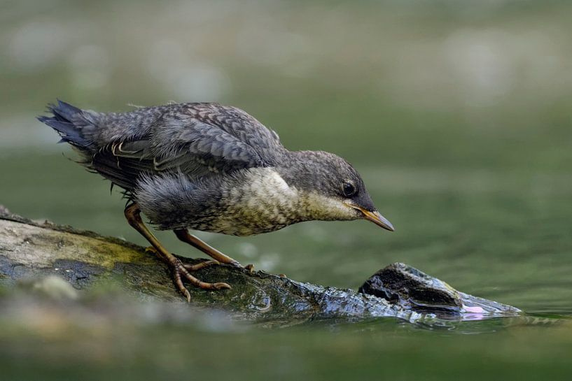 White throated Dipper ( Cinclus cinclus ), fledged chick on a rock in a river, tries fishing, huntin by wunderbare Erde