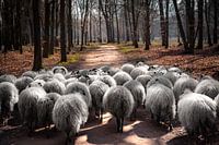 Schafe auf der Straße