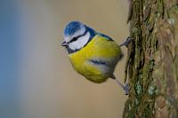 Blue tit