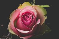 Pink Rose