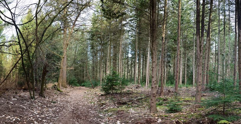 Veluwe-Landschaft im Panorama von Gerard de Zwaan