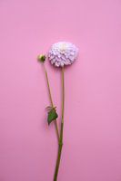 Dahlienblüten auf rosa Pastellgrund