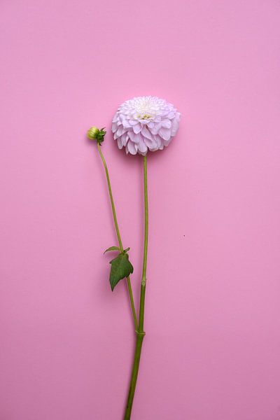 Dahlienblüten auf rosa Pastellgrund von Nfocus Holland