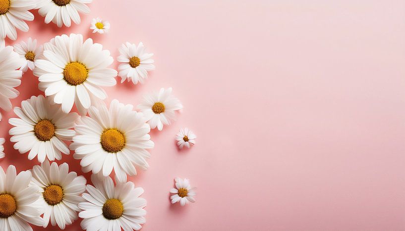 Camomile flowers with orange background by Mustafa Kurnaz