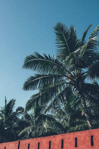 Sri Lanka Palme von Karlijne Geudens