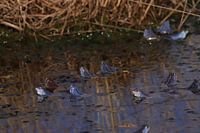Les foules du printemps, les grenouilles bleues