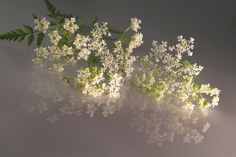 Flutesweed. Romantic. Taupe with white. by Alie Ekkelenkamp