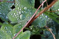 Green plants and leaves with fresh raindrops on them