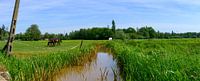 Photo of two horses standing in a field next to a stream and a telephone pole