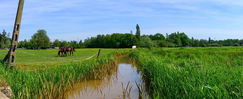 Foto von zwei Pferden, die auf einem Feld neben einem Bach und einem Telefonmast stehen von Kristof Leffelaer