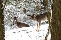 Damhert in de sneeuw