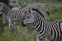 Zebra Botswana