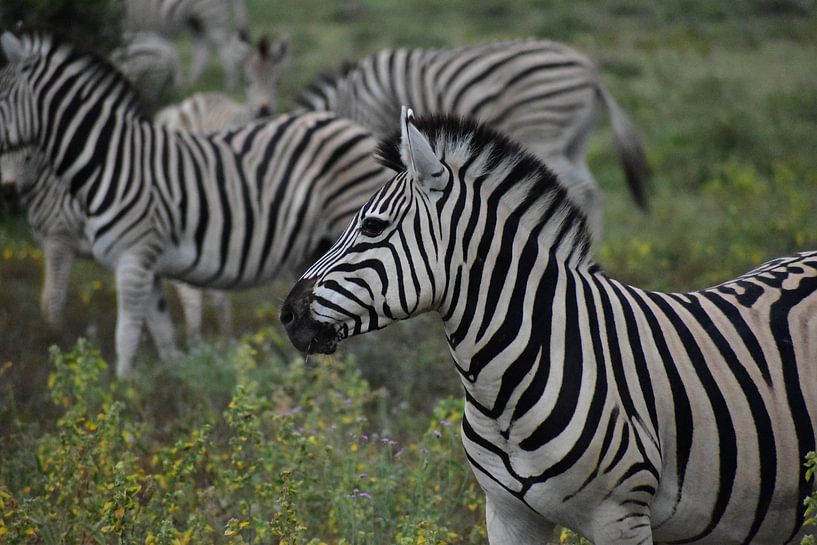 Zebra Botswana von Carlijn Hattink