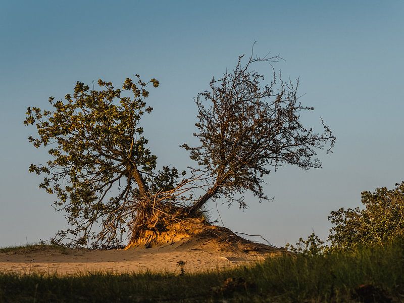 separate ways by Andre Bolhoeve