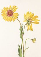 Meerjarige Gaillardia van Noord-Amerikaanse Wildebloemen (1925) Door Mary Vaux Walcott.