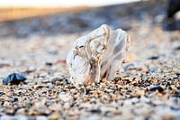 Coquille d'huître sur le bord de l'Escaut oriental