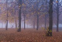 Wandelaar in een mistig bos