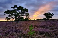 Lever de soleil Zuiderheide Hollande Septentrionale