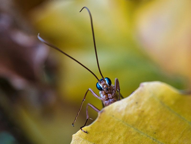 Insecte aux yeux bleus par Fokko Muller