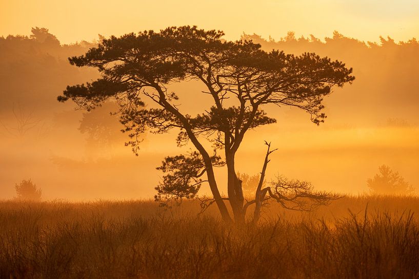 Veluwe meets Africa - Lone tree on the moors during a golden misty sunrise by Bram Lubbers
