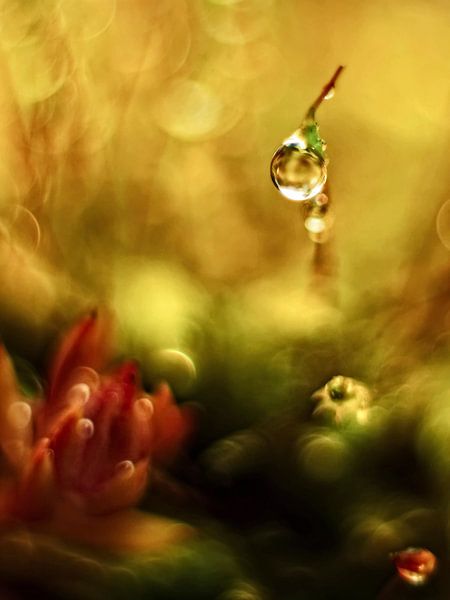 In the small big dream forest by Marlies Prieckaerts