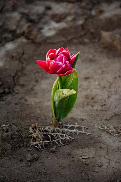 Tulipe spéciale avec contraste par Martine Moens
