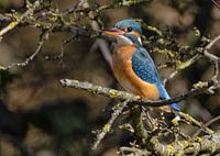 Martin-pêcheur femelle se reposant parmi les branches