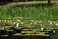 Water lilies