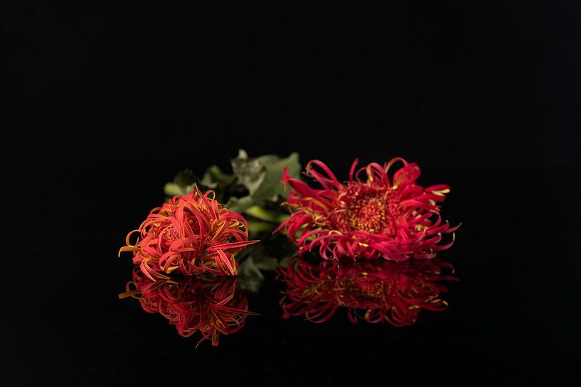 Red wilted gerberas by Gaby Hendriksz