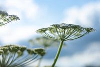 Eine gemeinsame Angelika