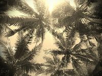 "Palmtrees"