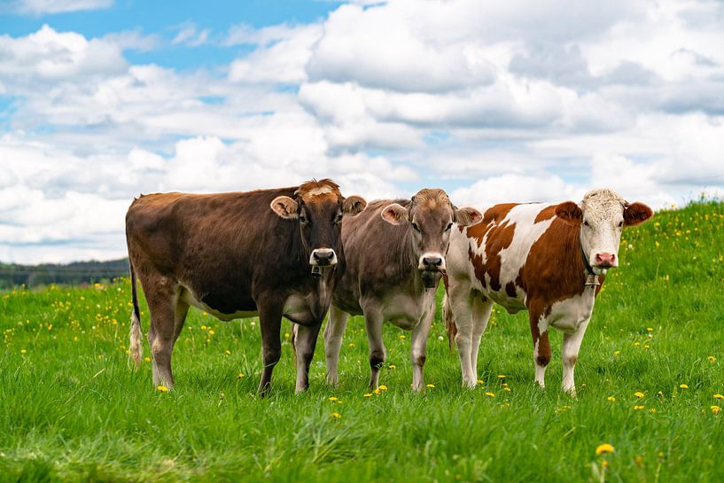 Allgäuer Kühe auf Blumenwiese von Leo Schindzielorz