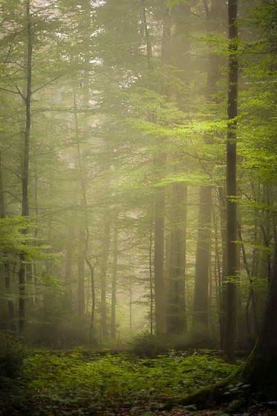 Nebelwald von Franziska Jungen