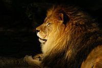 Porträt eines Löwen